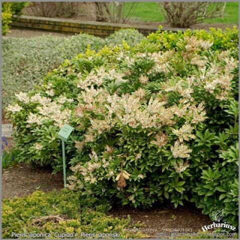 Pieris japoński Cupido