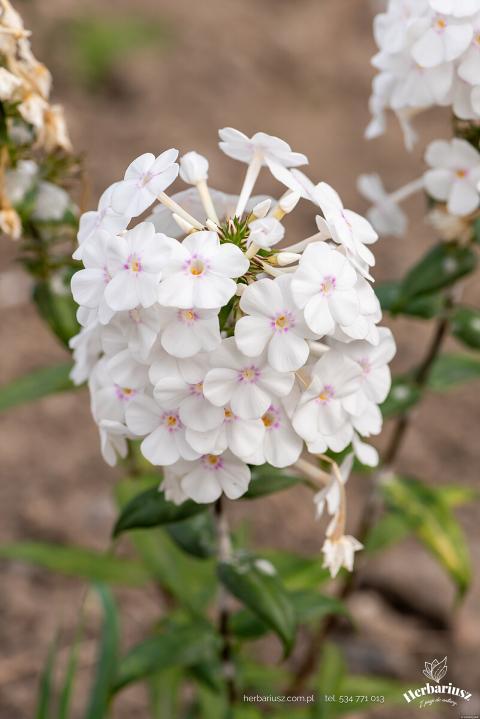 Floks plamisty Delta - Phlox maculata