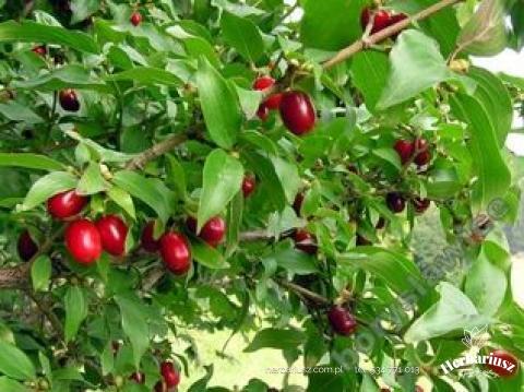 Dereń jadalny Jolico - Cornus mas