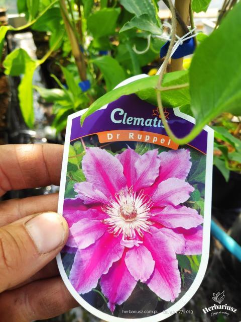 Clematis Powojnik Dr Ruppel