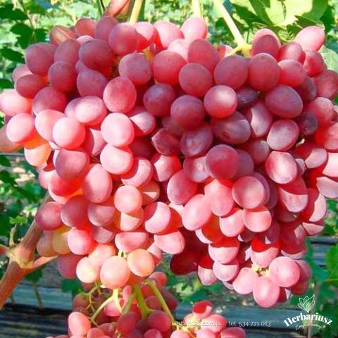 Winorośl Einset Seedless - Deserowa, bezpestkowa
