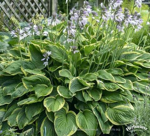 Hosta Funkia Aureomarginata