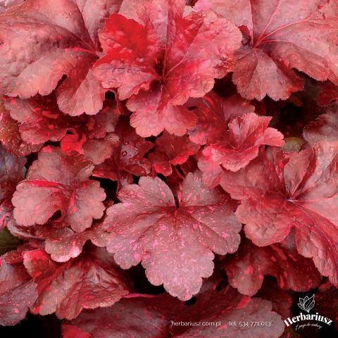 Żurawka Heuchera Galaxy 26