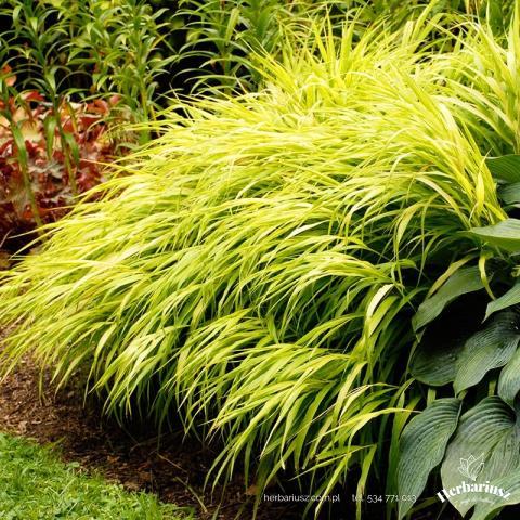 Hakonechloa smukła 'All Gold'