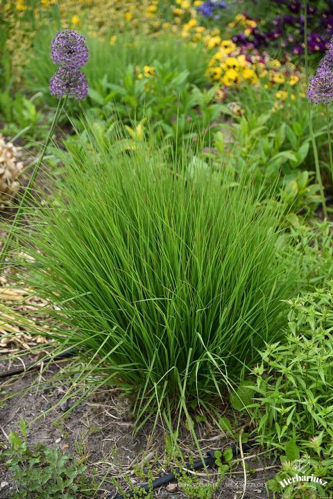 Trzęślica Heidebraut - Molinia caerulea
