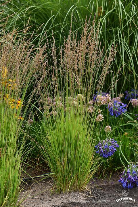 Trzęślica Heidezwerg -  Molinia caerulea