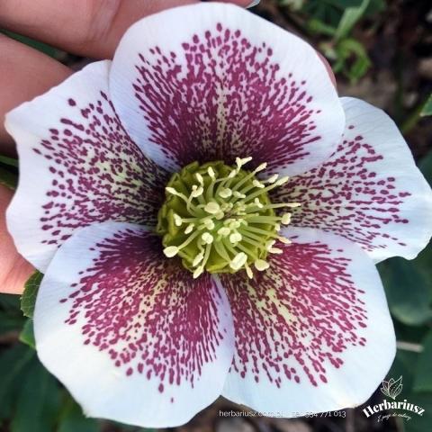  Ciemiernik orientalny Helleborus Pretty Ellen White Spotted