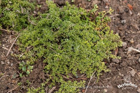 Macierzanka piaskowa Highland Cream - Thymus