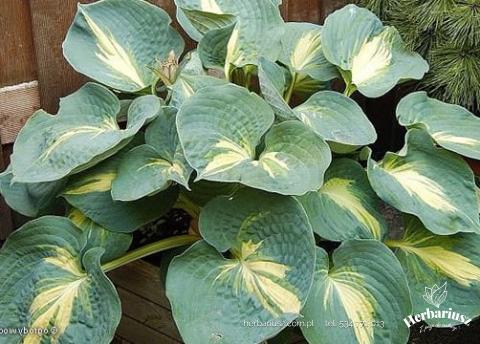 Hosta Funkia Dream Weaver