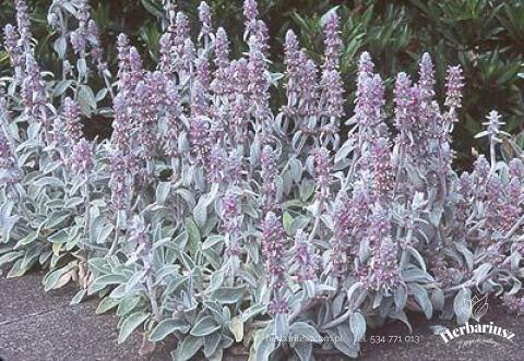 Czyściec wełnisty - SKALNIAK - Stachys byzantina