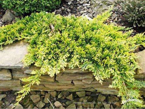 Jałowiec płożący Golden Carpet - Juniperus horizontalis