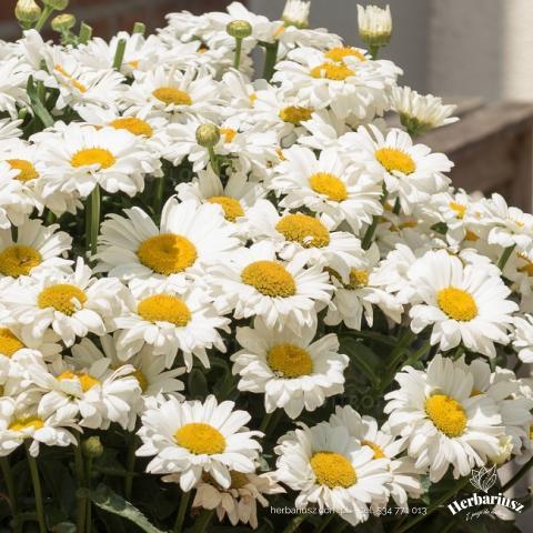 Margaretka Jastrun Sweet Daisy Jane
