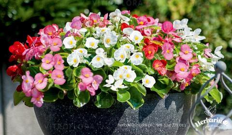 Begonia Stale kwitnąca Mix 26