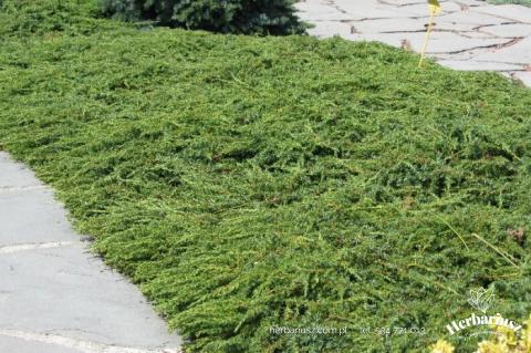 Jałowiec pospolity Green Carpet - Juniperus communis 