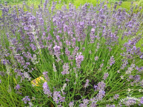 Lawenda Wąskolistna - Fioletowa - Lavandula angustifolia 