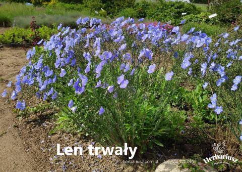Len trwały