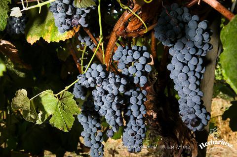 Winorośl Leon Millot - Przerobowa wczesna - Vitis 26