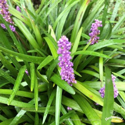 Liriope szafirkowata Big Blue 