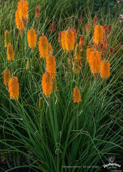  Trytoma groniasta Kniphofia Mango Popsicle 