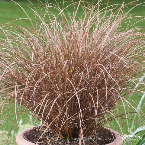 Turzyca Milk Chocolate® - Carex petriei