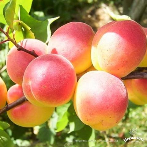 Morela Early Orange 