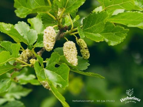 Morwa Biała - Morus alba