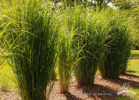 Proso rózgowate Northwind - Panicum virigatum 26