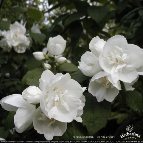 Jaśminowiec wonny Dame Blanche - Philadelphus