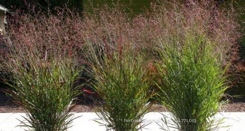 Proso rózgowate Panicum virgatum - Warrior