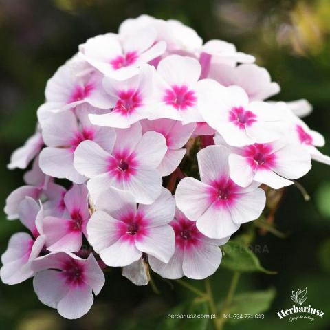 Floks Płomyk wiechowaty Flame® Pro Soft Pink - Phlox paniculata