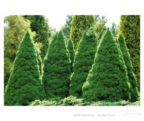 Świerk biały Conica - Picea glauca
