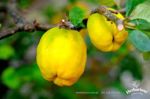Pigwowiec japoński Fire Dance - Chaenomeles japonica 26