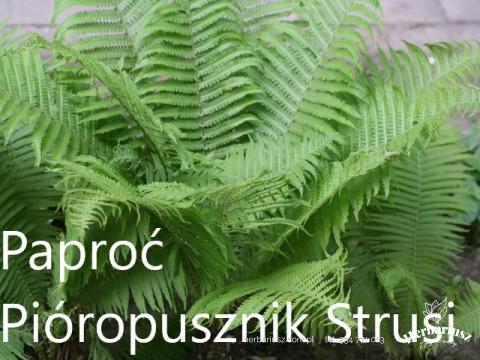 Paproć Pióropusznik Strusi
