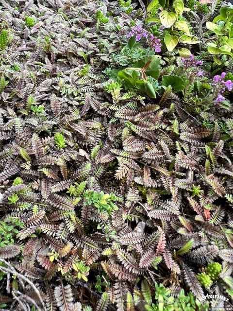Leptinella nowozelandzka 'Platt's Black'