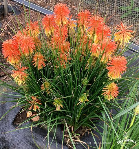 Trytoma groniasta Kniphofia Poco Daybreak