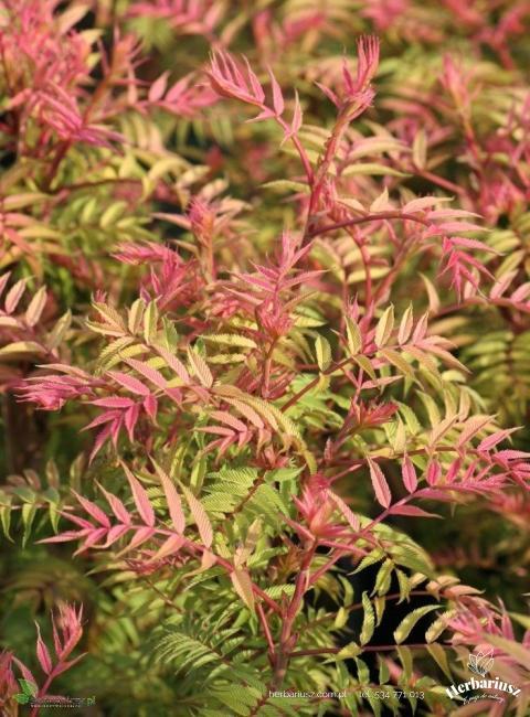 Tawlina jarzębolistna Sem - Sorbaria sorbifolia 