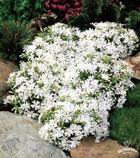 Floks Phlox Płomyk szydlasty - Delight Biały