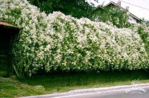 Rdest Auberta Fallopia Aubertii