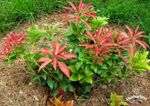 Pieris japoński Red Mill
