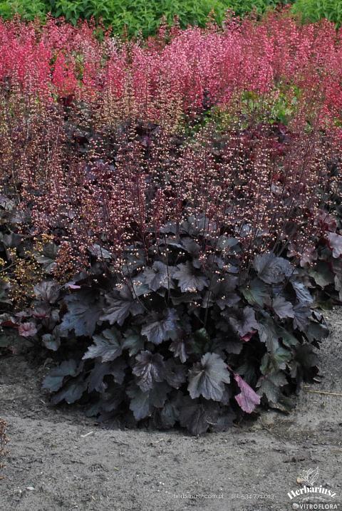 Żurawka Heuchera Rex Black 26