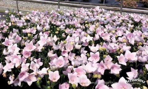 Rozwar Platycodon wielkokwiatowy Astra Rose