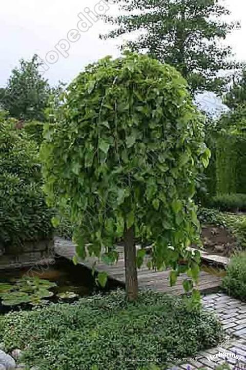 Morwa biała Pendula - Szczepiona 180cm