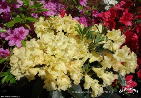 Rhododendron Różanecznik Saffrano 26