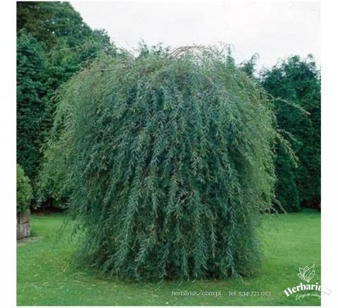Wierzba purpurowa Pendula - Szczepiona 120-150cm