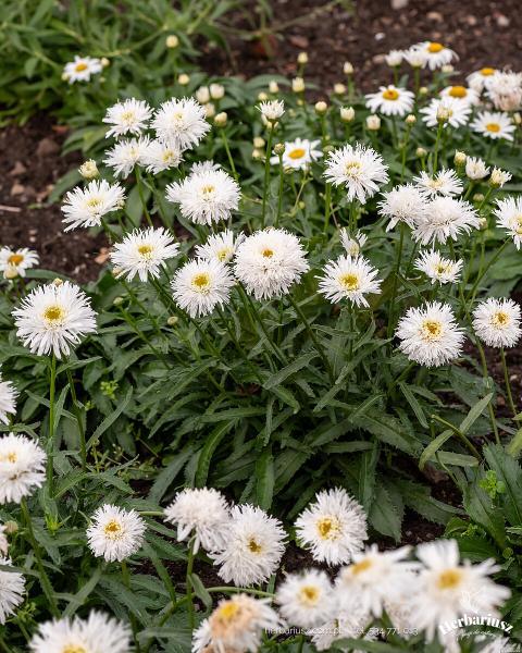  Złocień Margaretka Jastrun Sante - Leucanthemum vulgare 