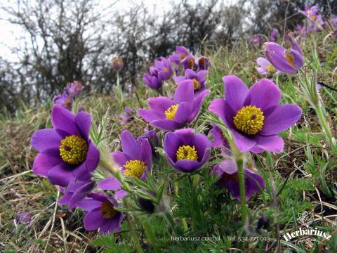 Sasanka zwyczajna Blue Violet Shades - Fioletowa