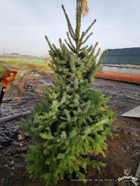  Świerk Serbski Omorika - żywopłot - 200cm