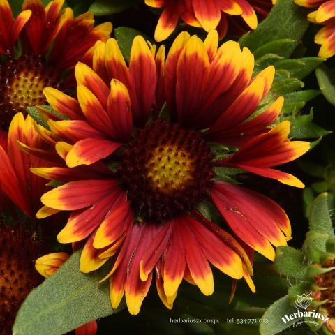 Gailardia Oścista Spin Top Orange  -  Gaillardia aristata 