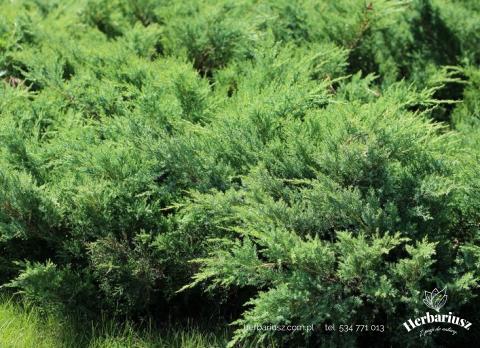 Jałowiec nadbrzeżny Schlager - Juniperus communis