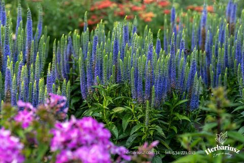Przetacznik kłosowy Ulster Blue Dwarf - Veronica